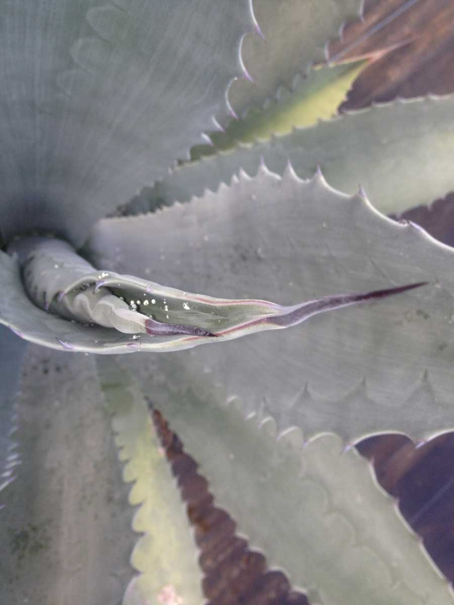agave