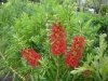 bottlebrush-red-cluster